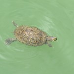 IMG_6974