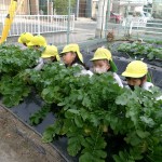 KODAK Digital Still Camera