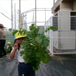 KODAK Digital Still Camera