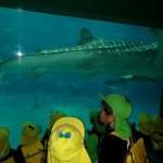 KODAK Digital Still Camera